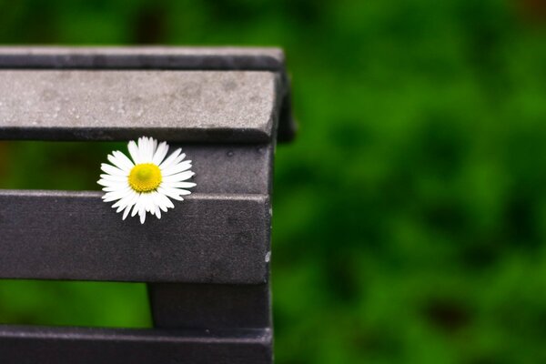 Macro photography of a daisy flower on a bench