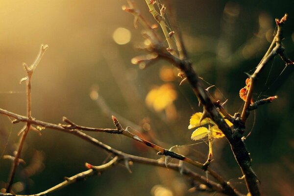 The threads of the web entangle the yellowed leaves