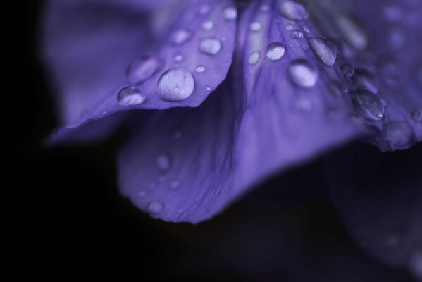 Dew drops on the petals of a purple flower