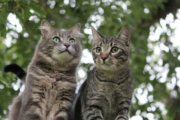 Lindos gatos sentados en un árbol