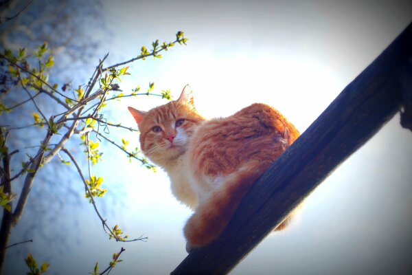 A white-red cat on the background of a spring tree and the sky