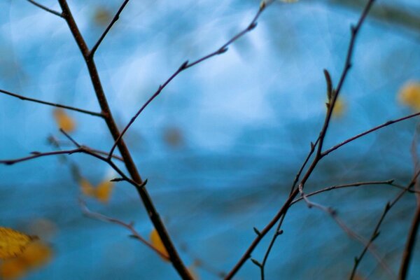 A branch with yellow leaves on a blurry blue background