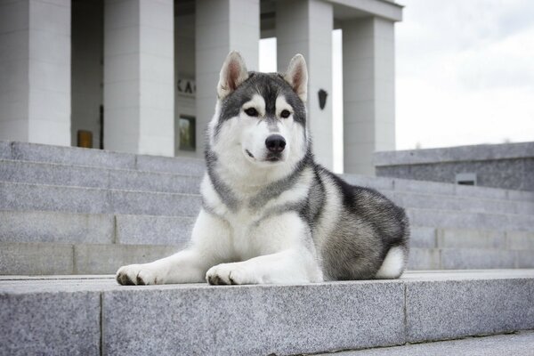 Husky espera a su amo