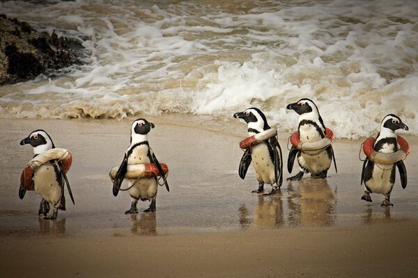 Es una imagen graciosa. Pingüinos con salvavidas