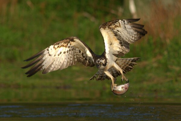 Un prédateur traîne sa prise hors de l eau