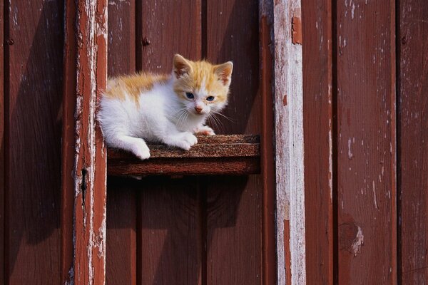 Gatito pelirrojo en el fondo de tablas de ladrillo