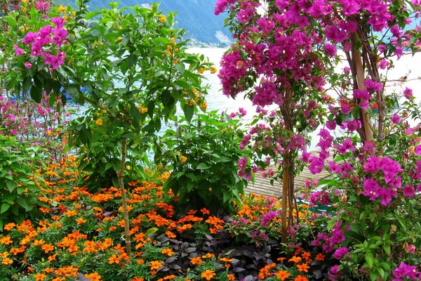 Blooming rose bush