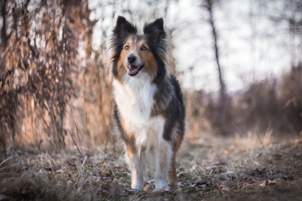 Fluffy beautiful dog with an interested look