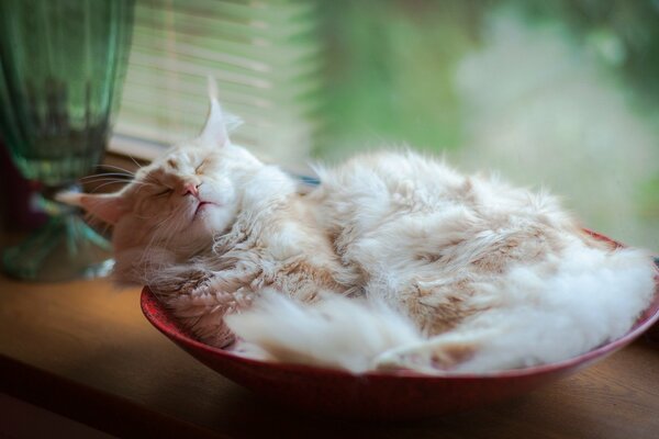 Flauschige Katze schläft zu Hause in einer roten Schüssel