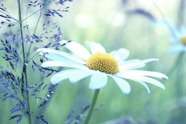 Daisy primer plano en la naturaleza