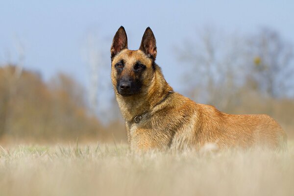 Ein Hund mit einem schönen, durchdringenden Blick