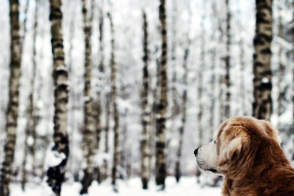 Il grande cane guarda la foresta innevata