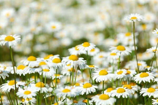 Kamillenfeld. Feldblumen