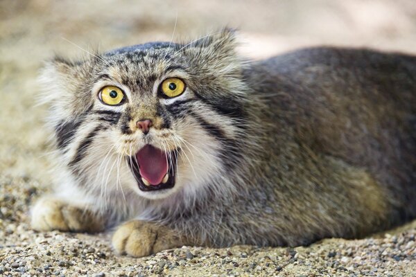 Manul liegt mit gelben Augen und öffnet den Mund