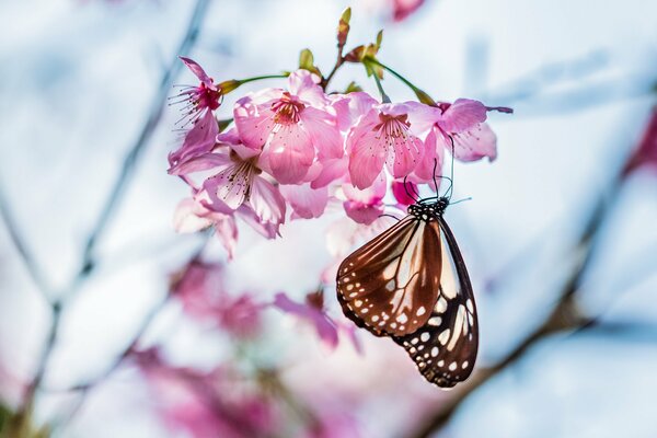 A butterfly sits on a pink cherry blossom