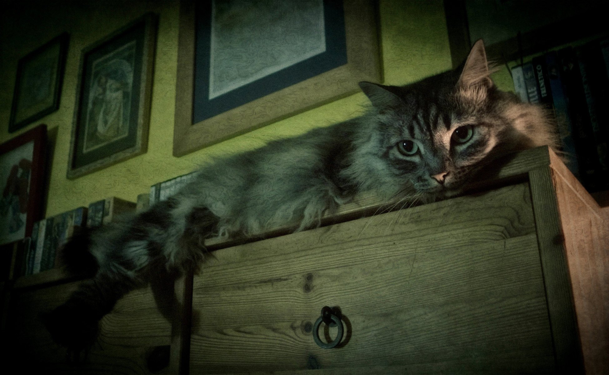 peloso gatto gatto cassettiera si trova grigio