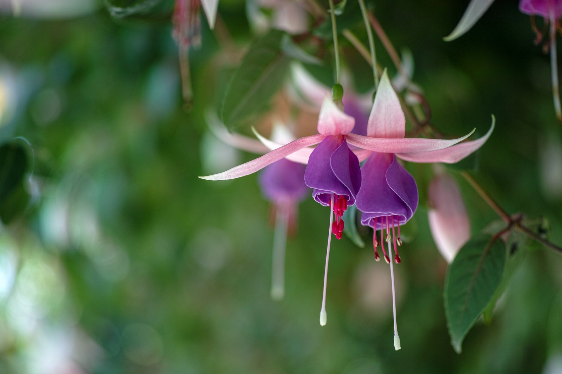 fuchsia lila-rosa hintergrund