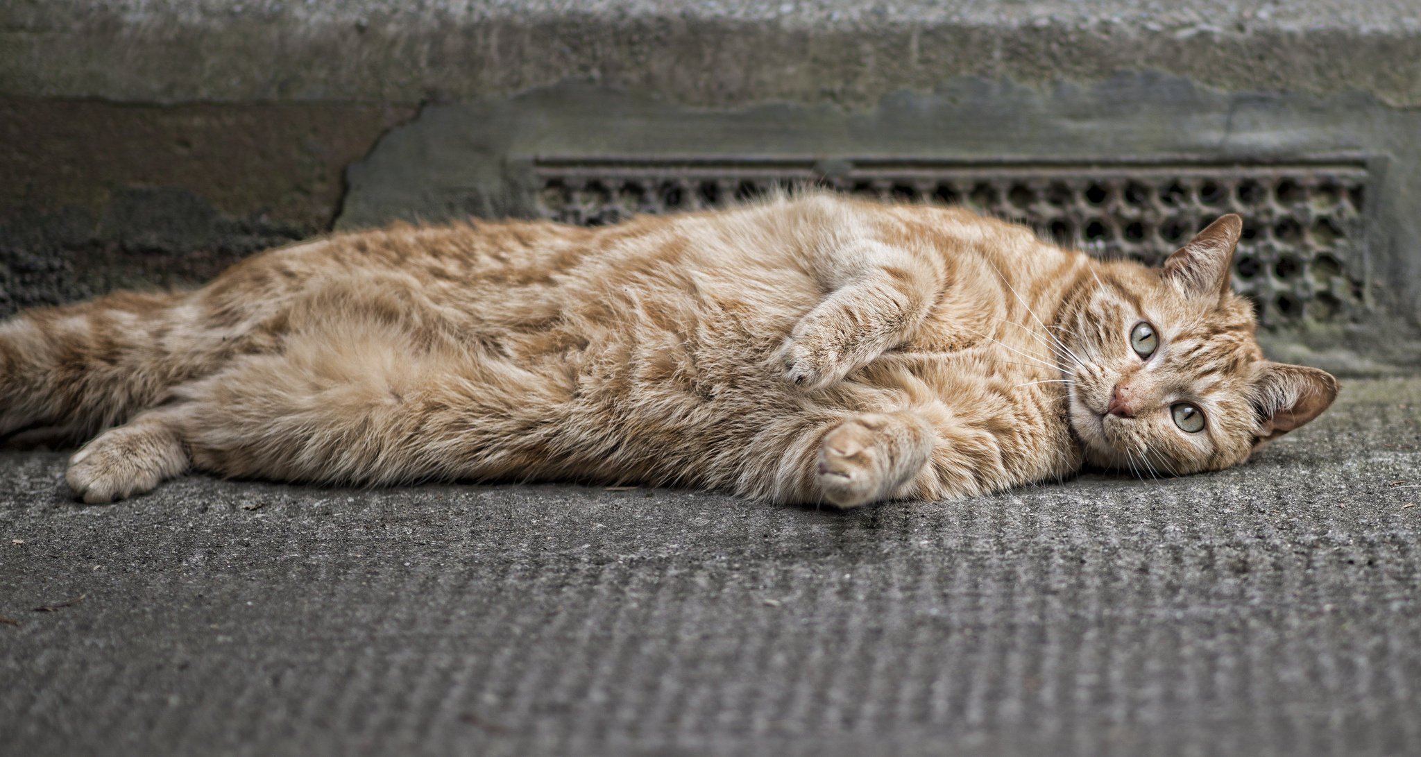 gatto zampe occhi lana rosso baffi orecchie faccia
