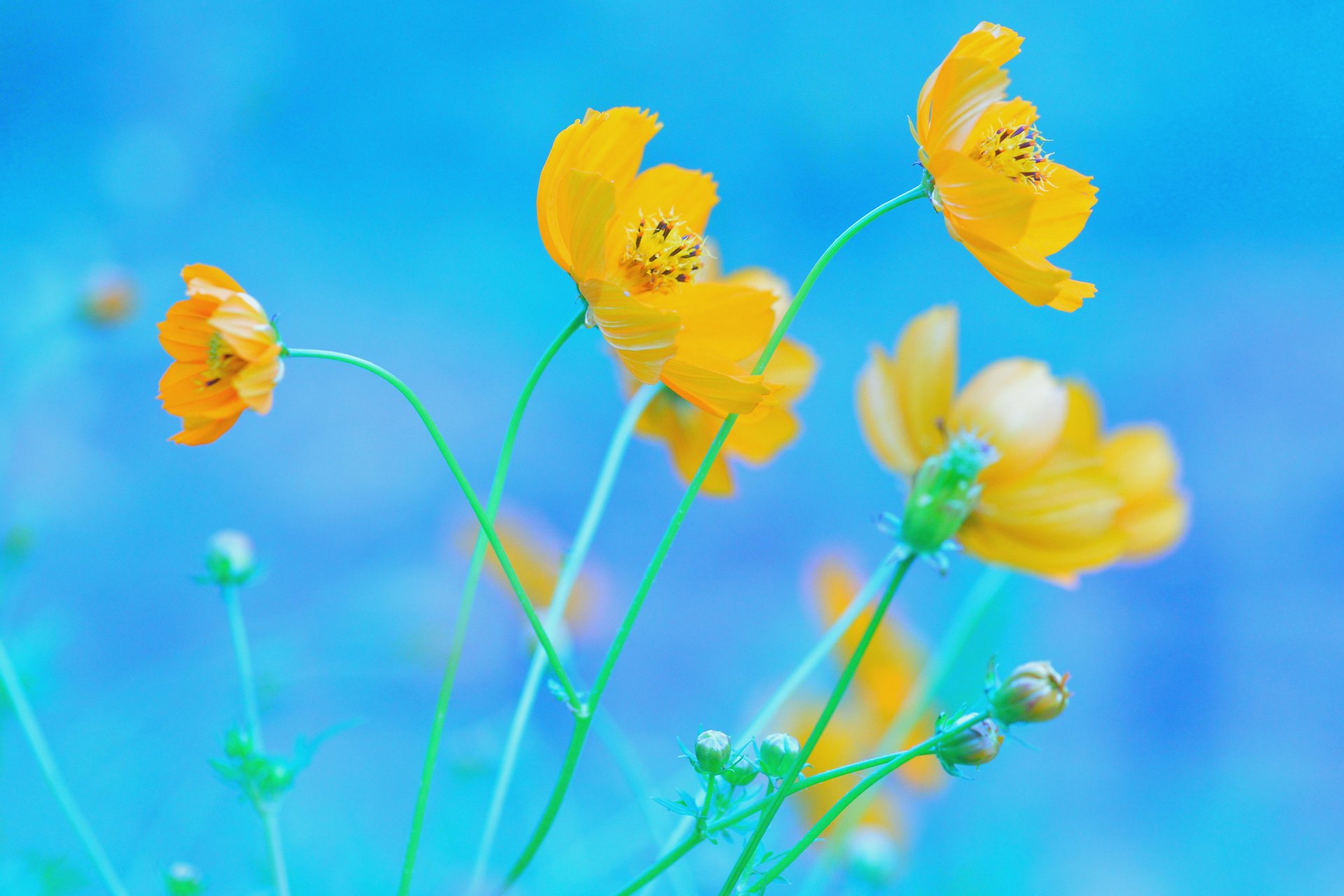 kosmea gelb blumen blauer hintergrund