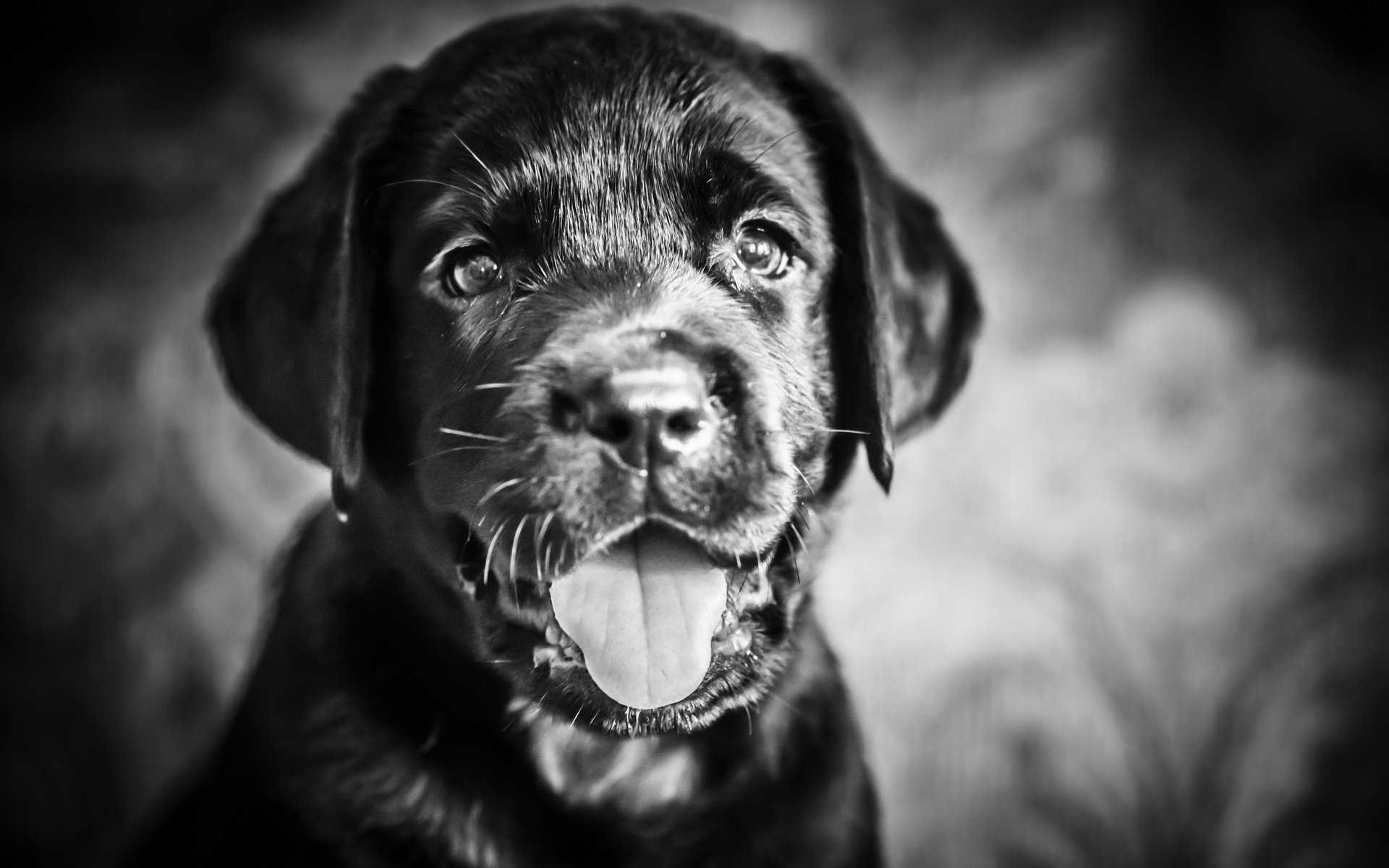 dog each look
