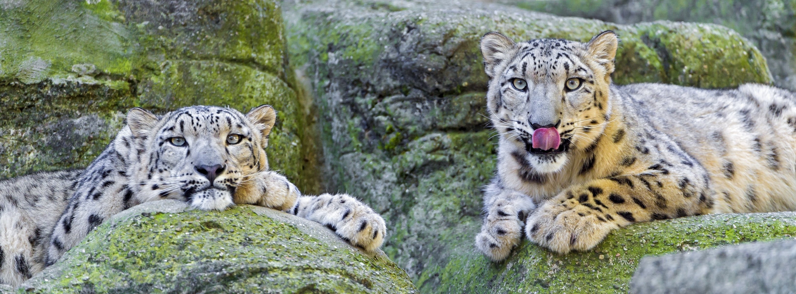 leopardo delle nevi pietre irbis