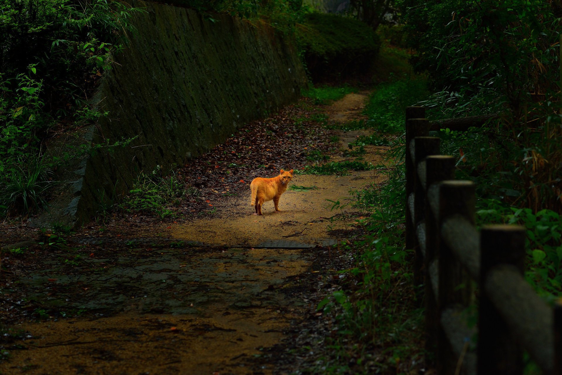 park road cat ginger fence cat