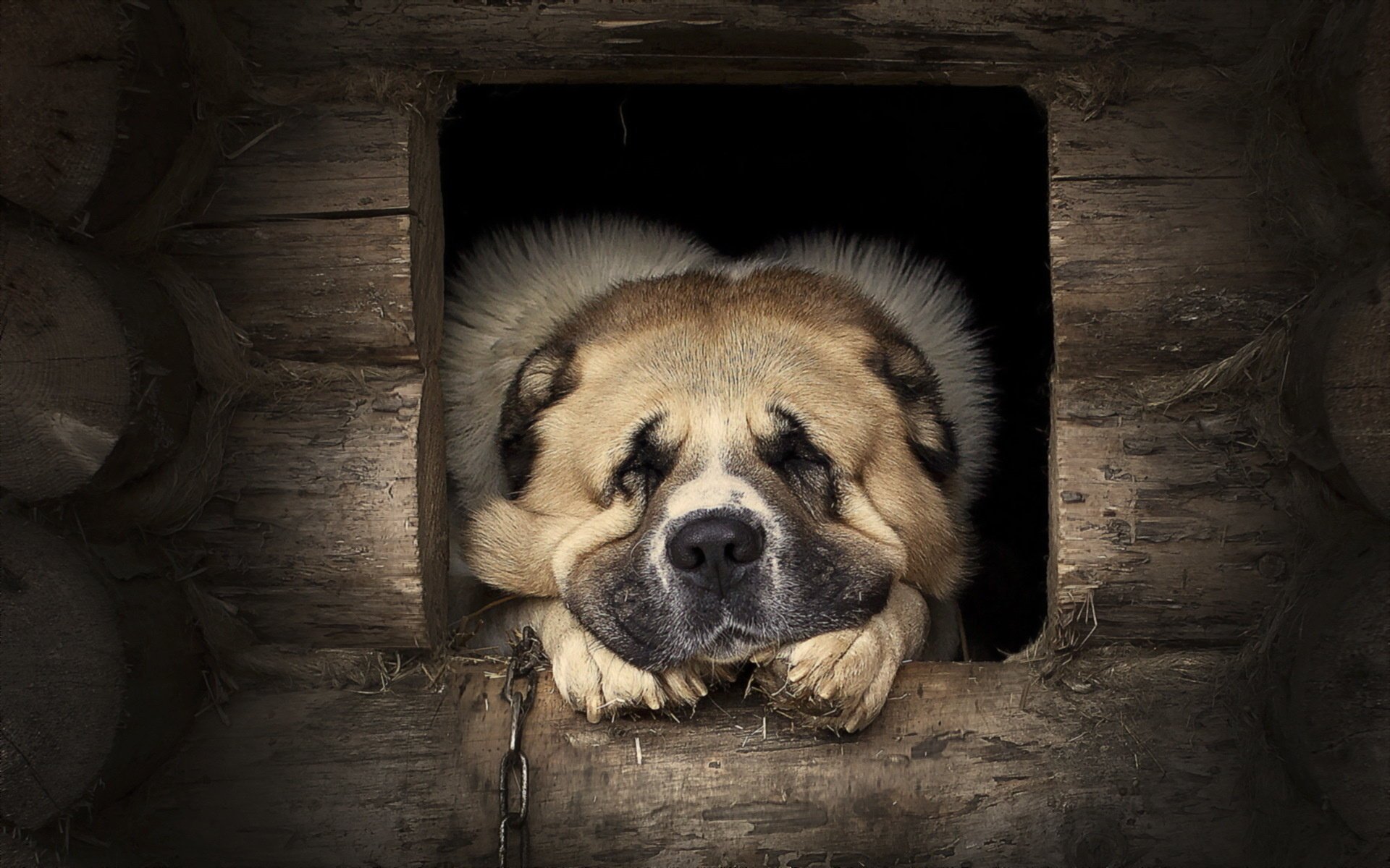 chien gardien ami