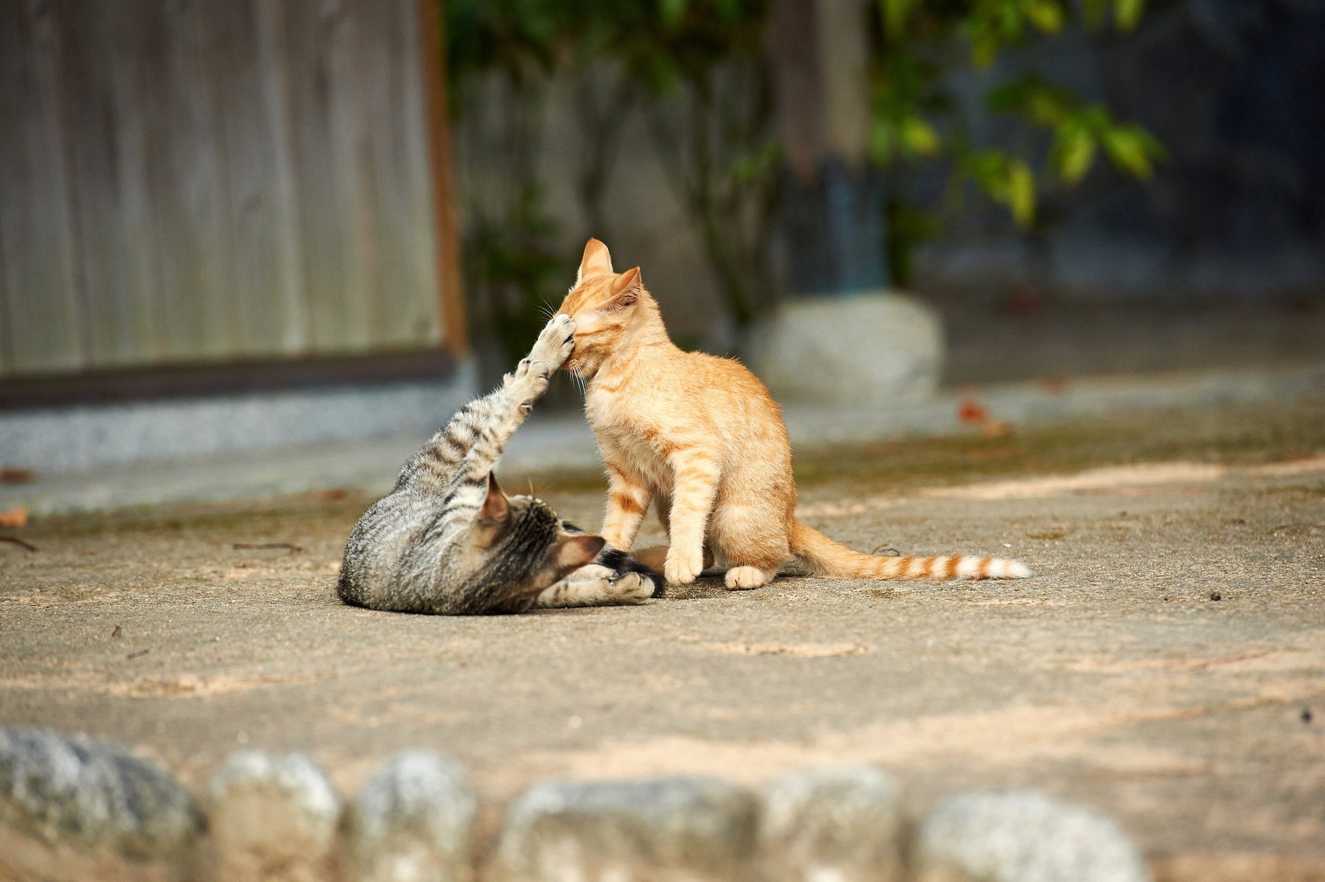 rue chats chatons jeu