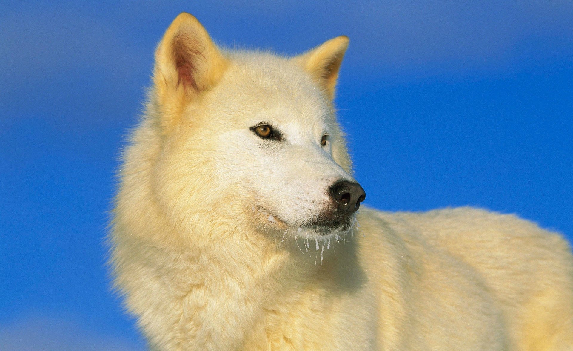 lobo blanco azul depredador cielo vista