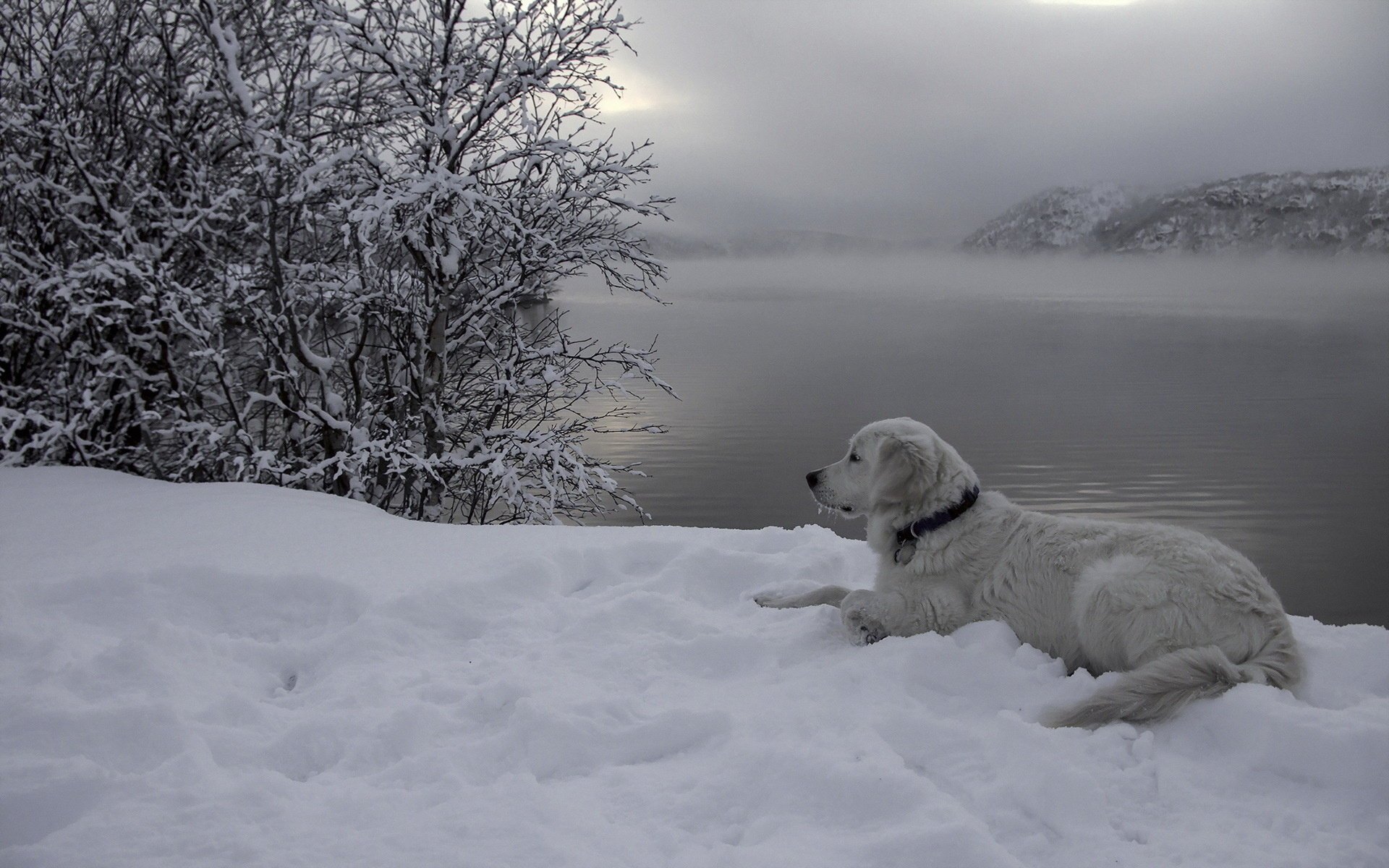 perro río nieve amigo