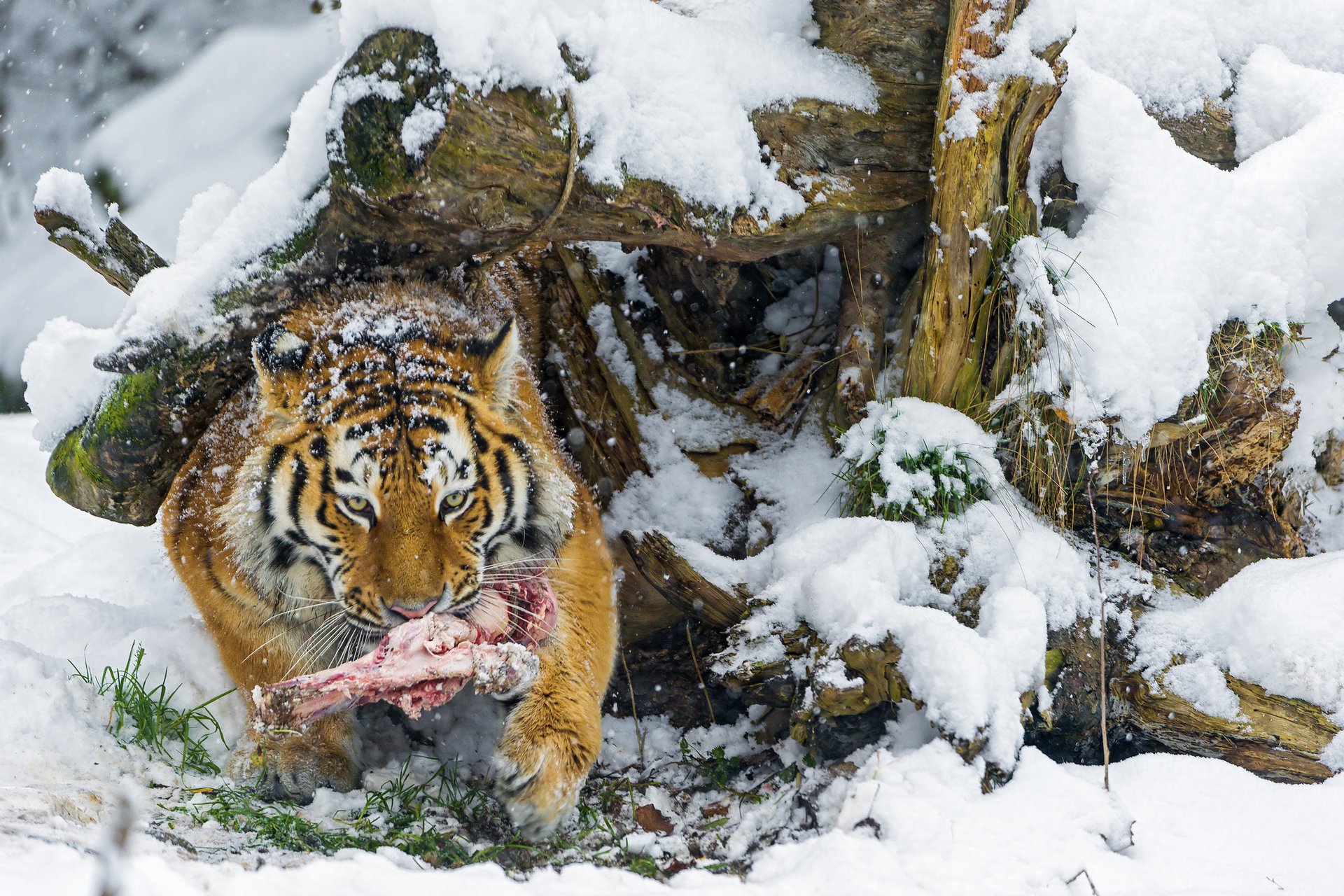 predatore neve inverno osso tigre dell amur grande gatto