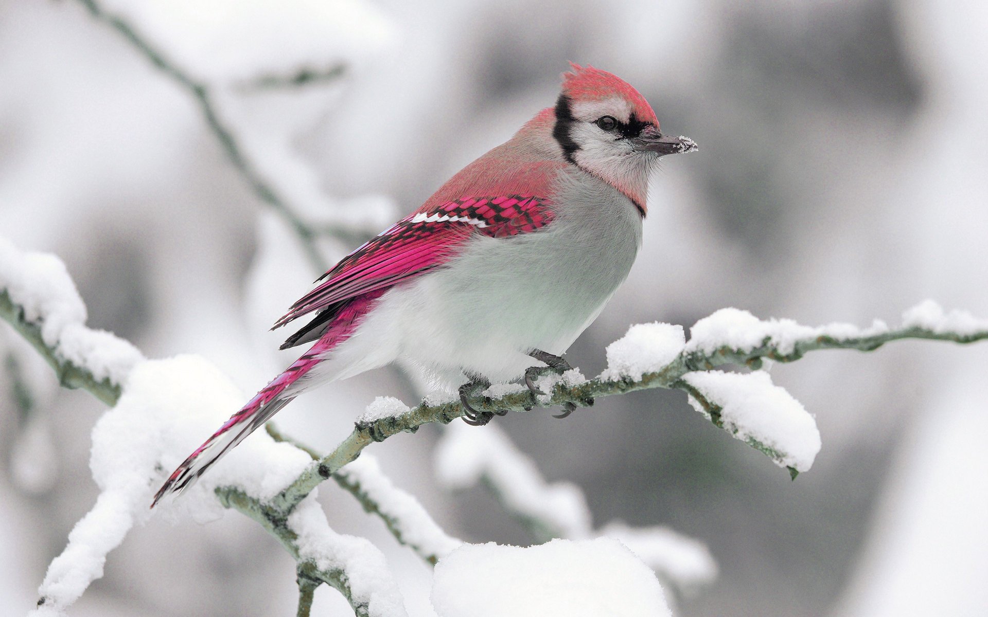 winter nature snow branch bird