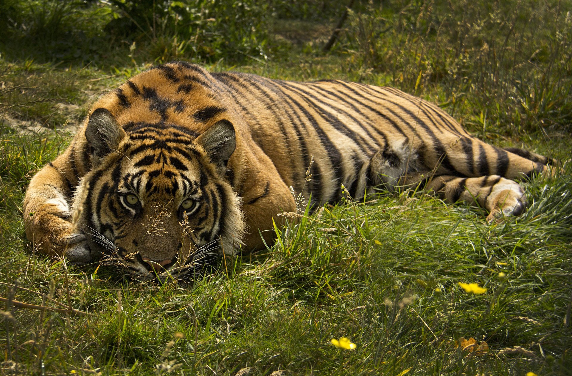 tigre predatore gatto selvatico vista