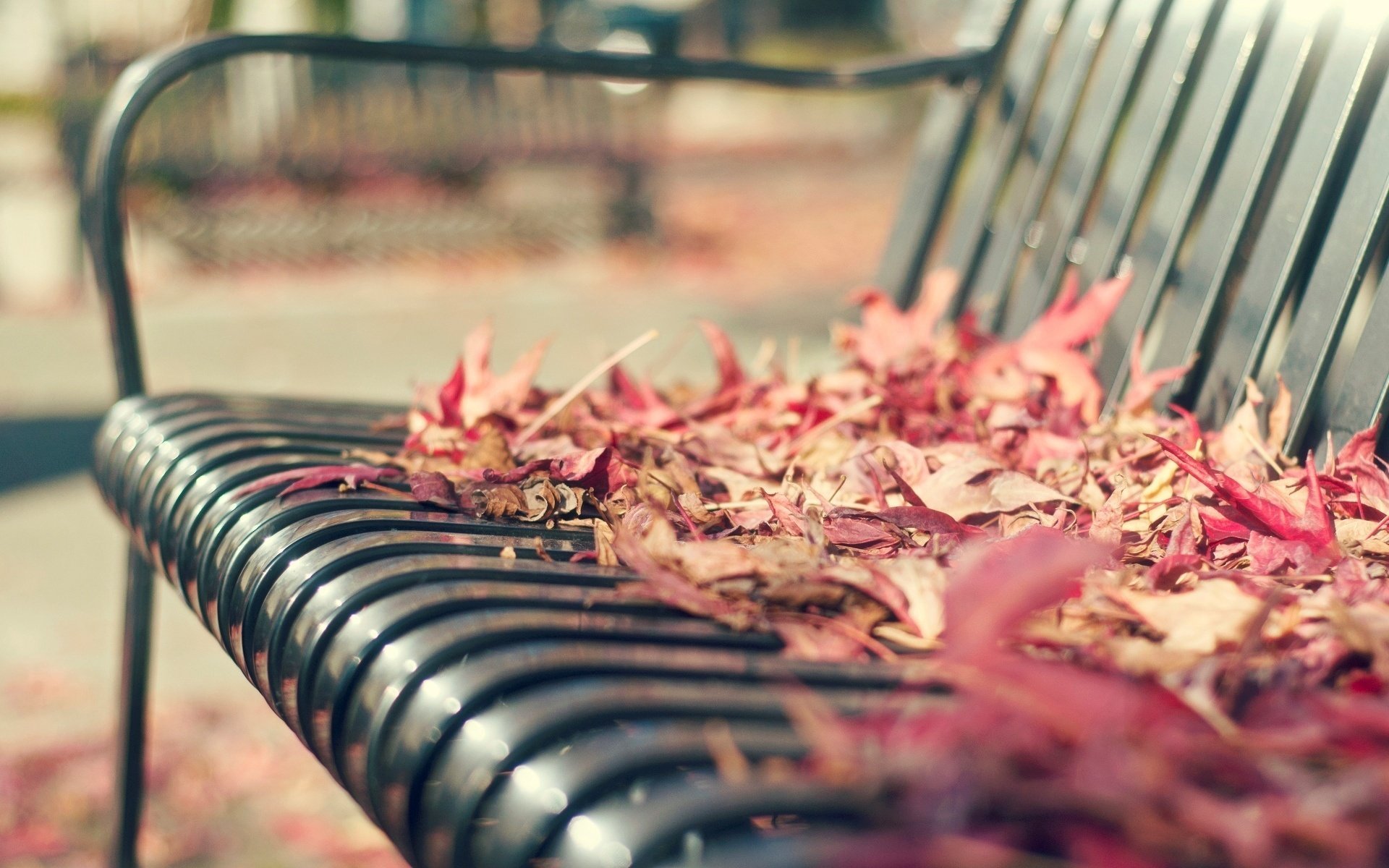 gros plan banc banc feuilles banc folioles