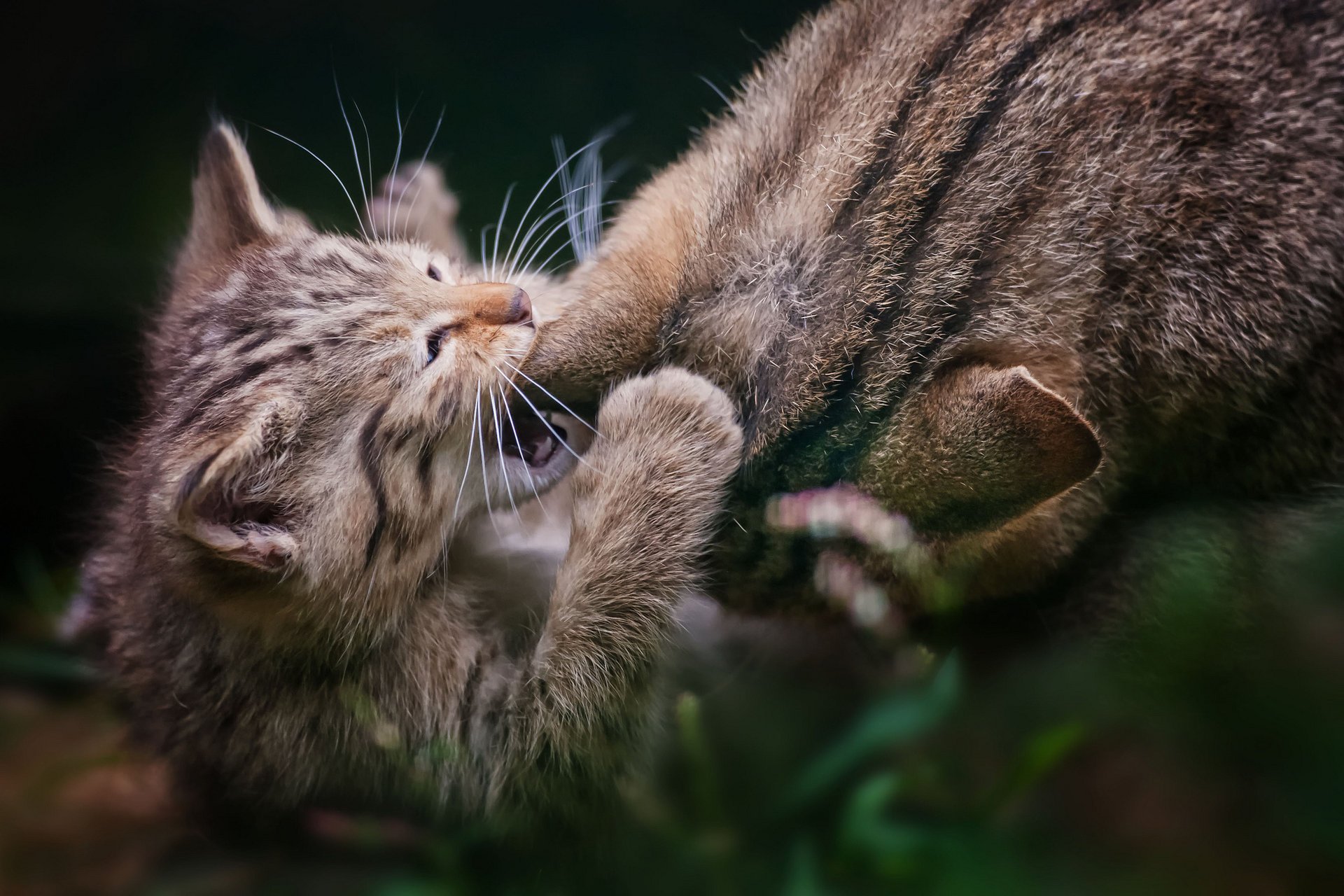 кошка игра котенок серые семейство