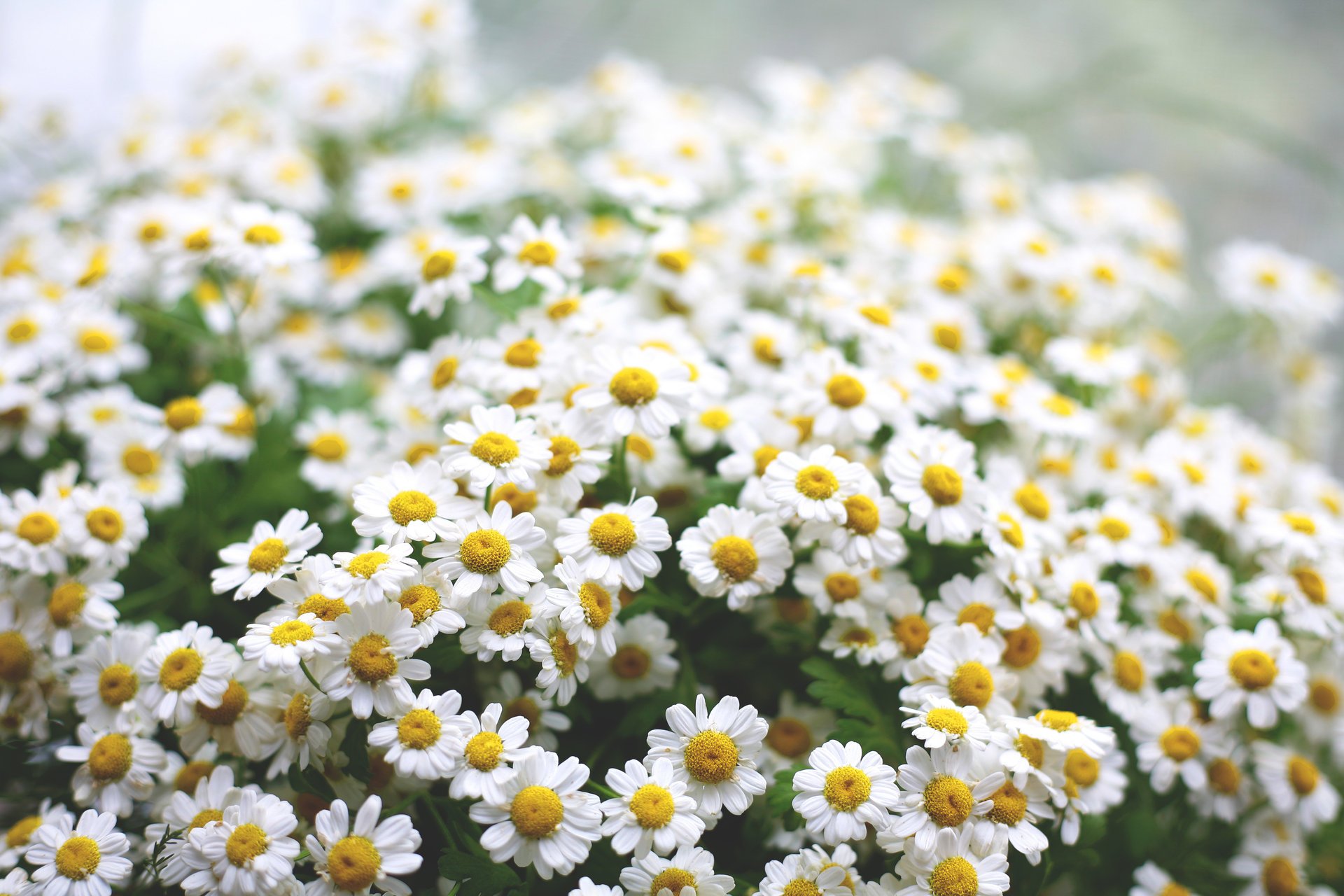 blumen gänseblümchen morgen grüns makro stimmung