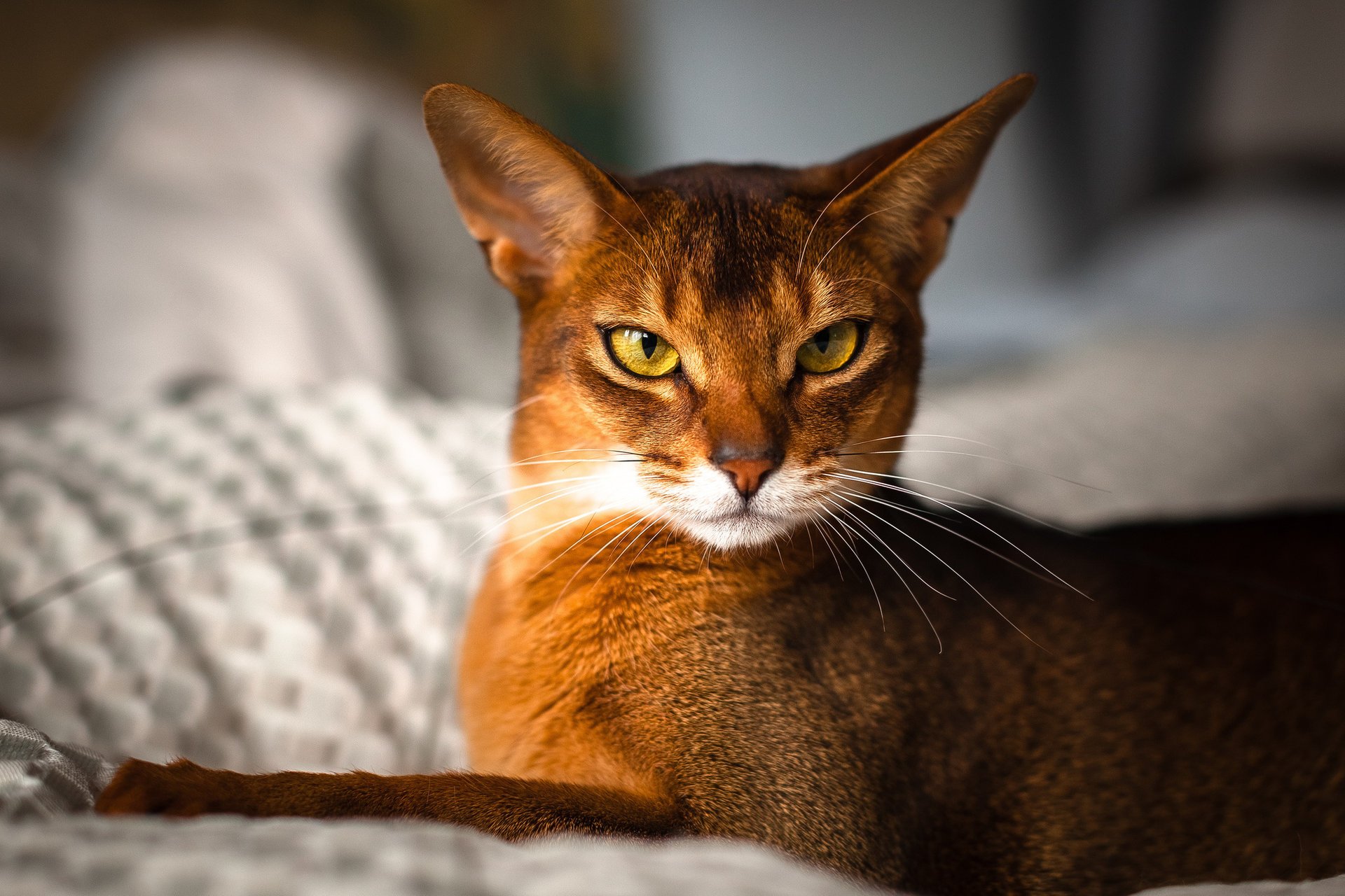 by johnny кот abyssinian rosso взгляд