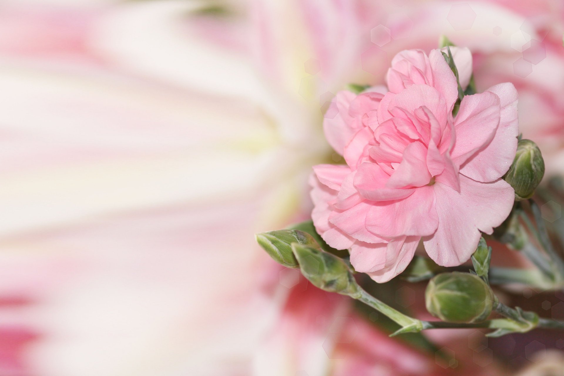 blume rosa unschärfe blendung knospen hintergrund