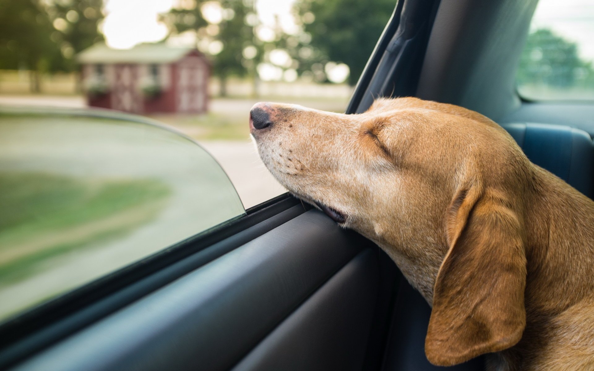 perro ventana coche