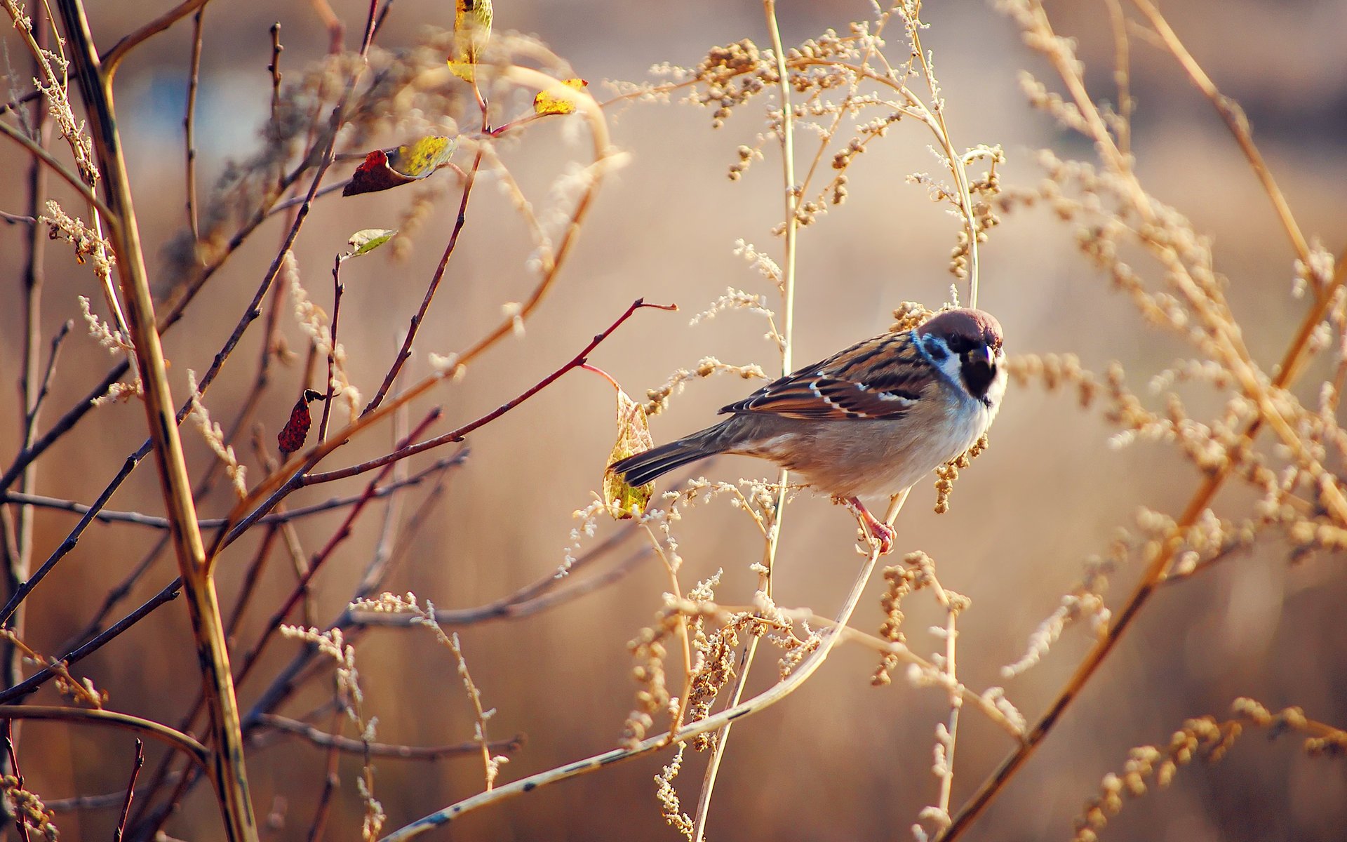 oiseau herbe automne moineau sec ensoleillé