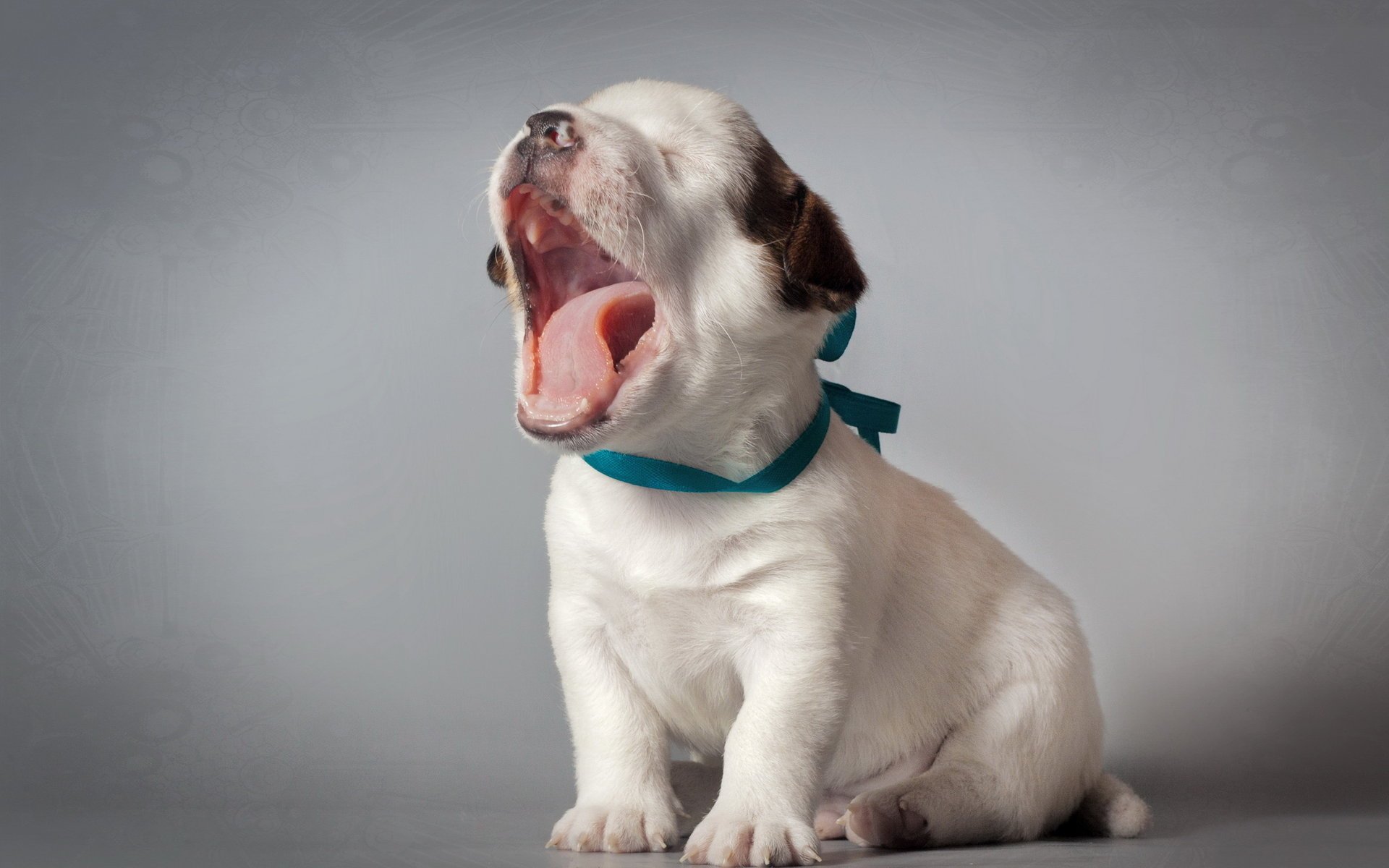chien chiot fond