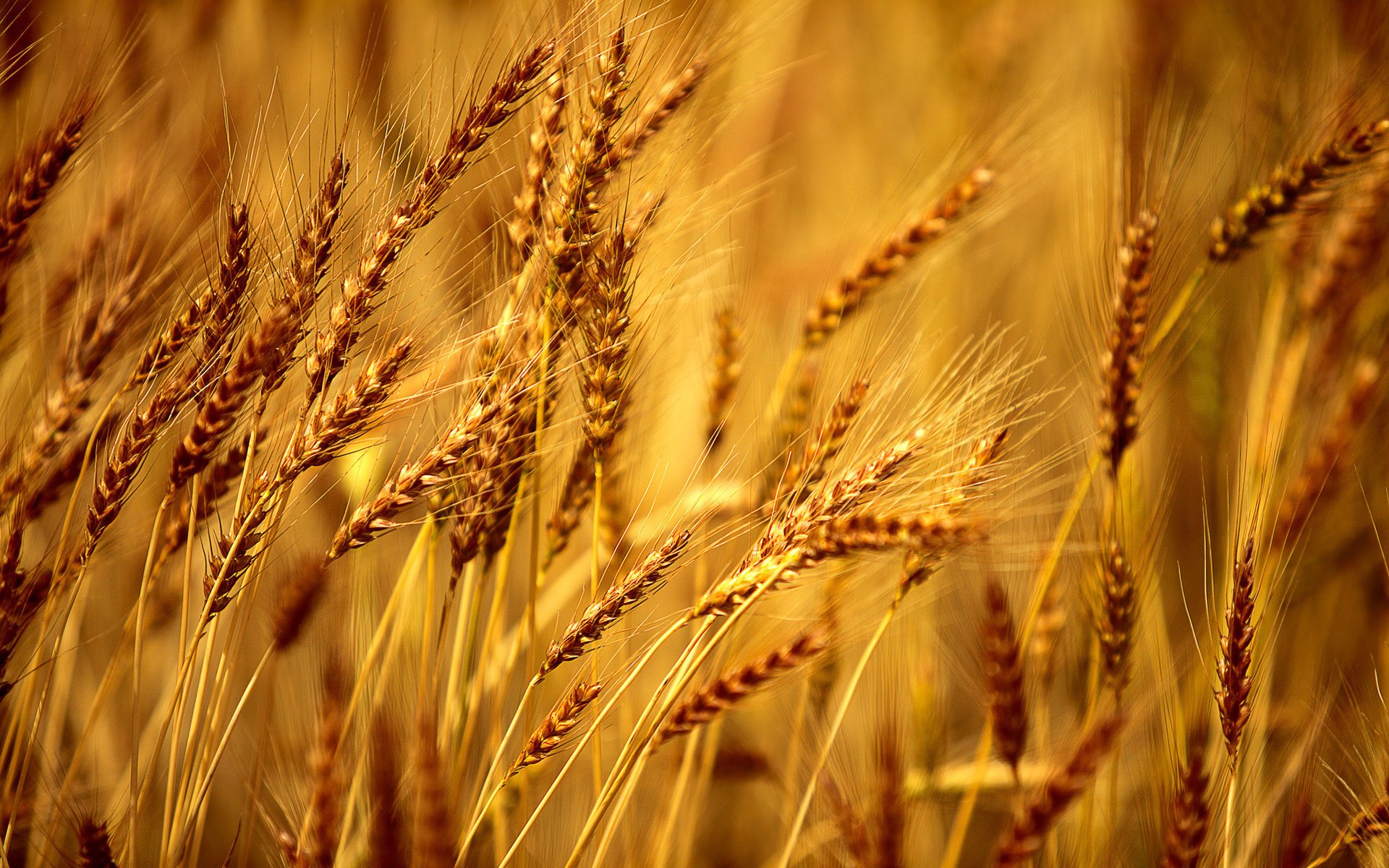 makro roggen feld weizen hintergrund tapete macro