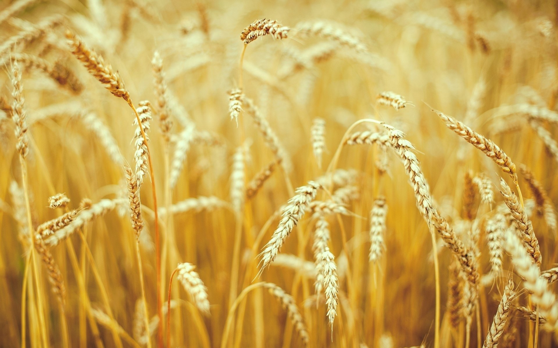 macro grano segale spighe spighetta natura