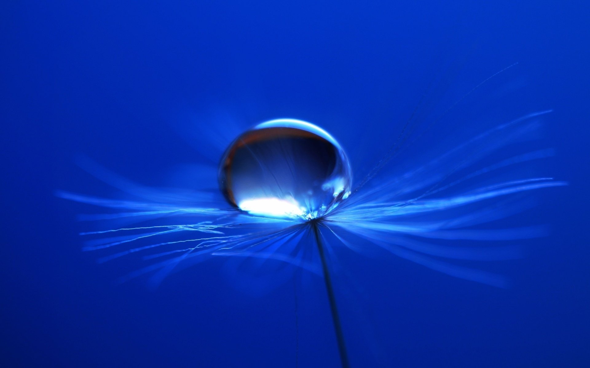 makro tau hintergrund pflanze wasser tapete tropfen blau