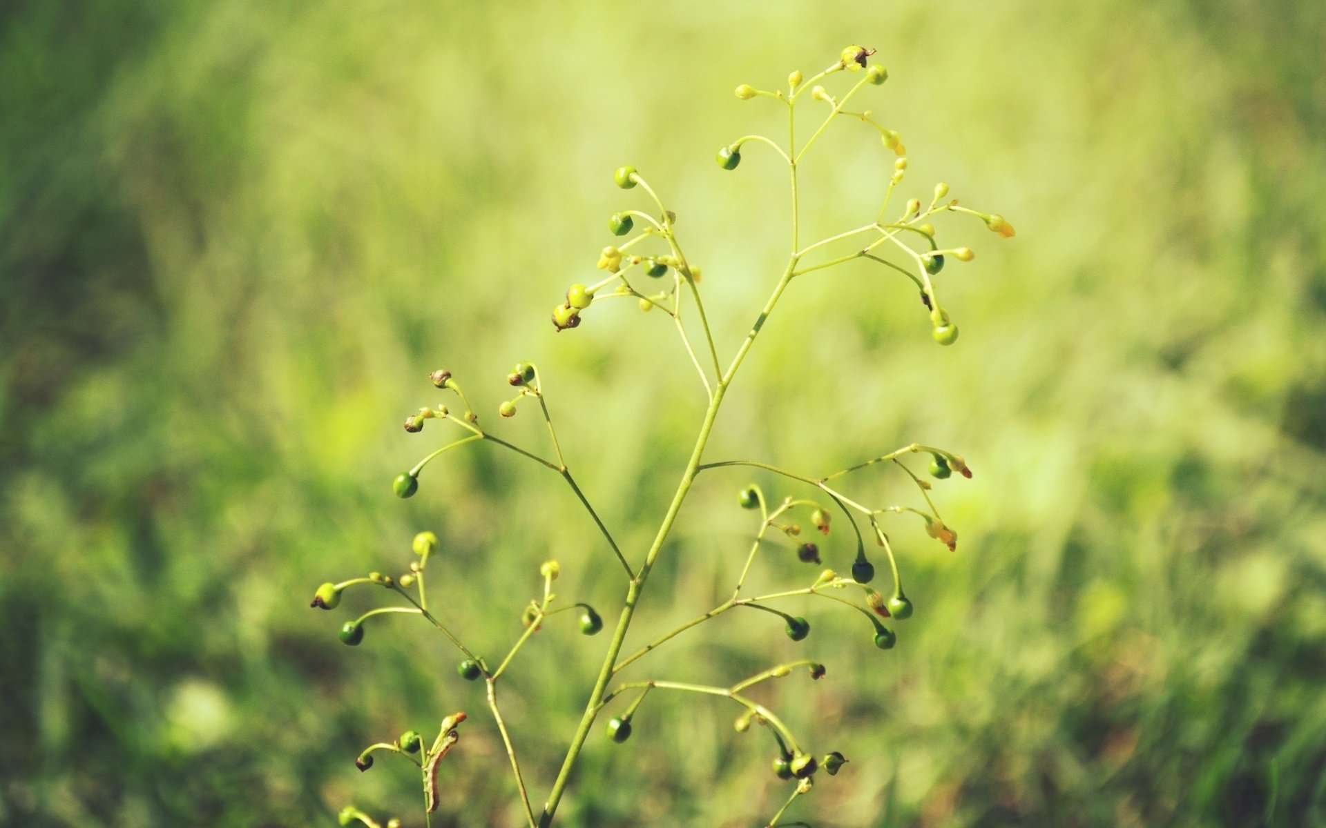 macro flou macro plante fond papier peint vert