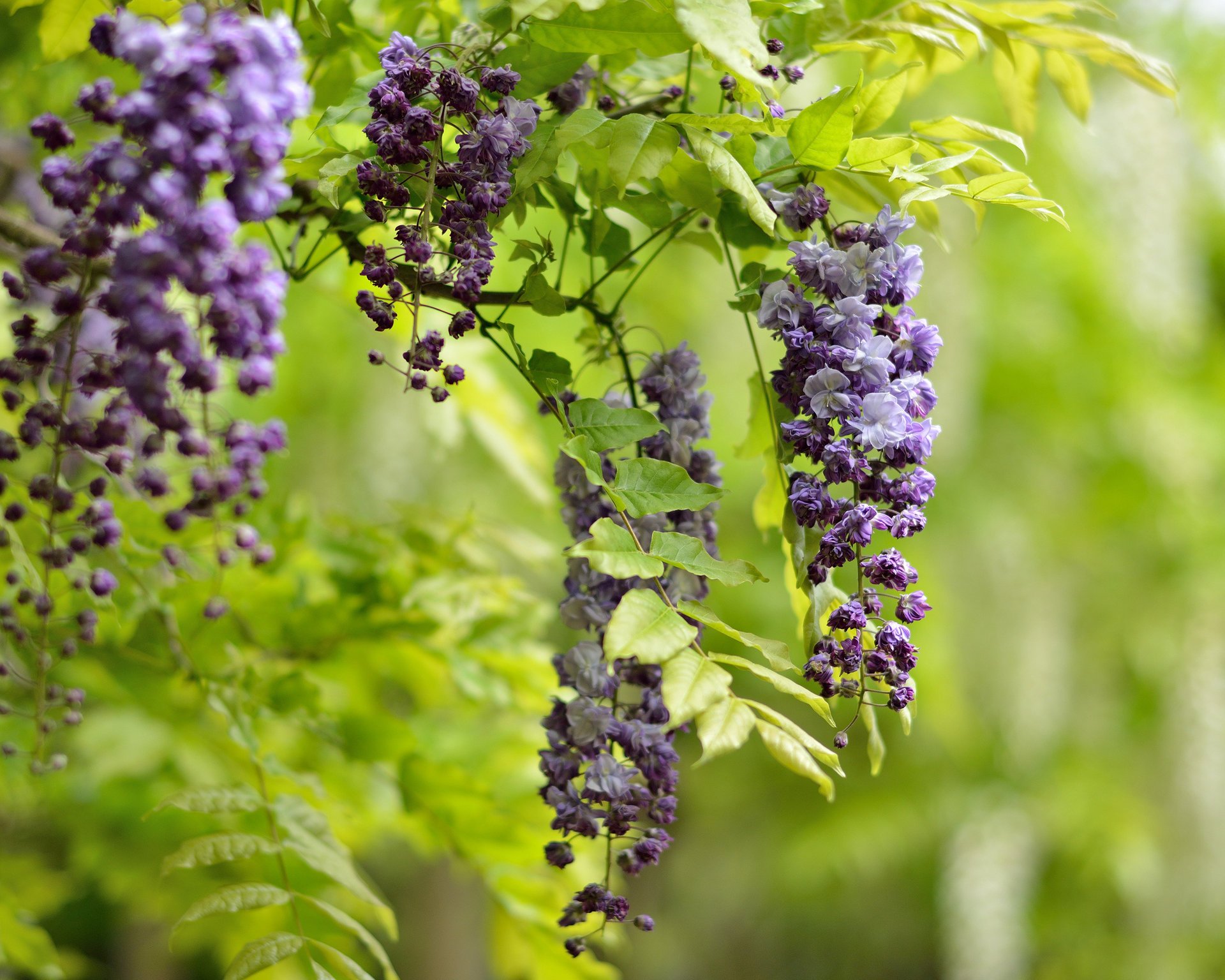 rama flores lila racimos wisteria