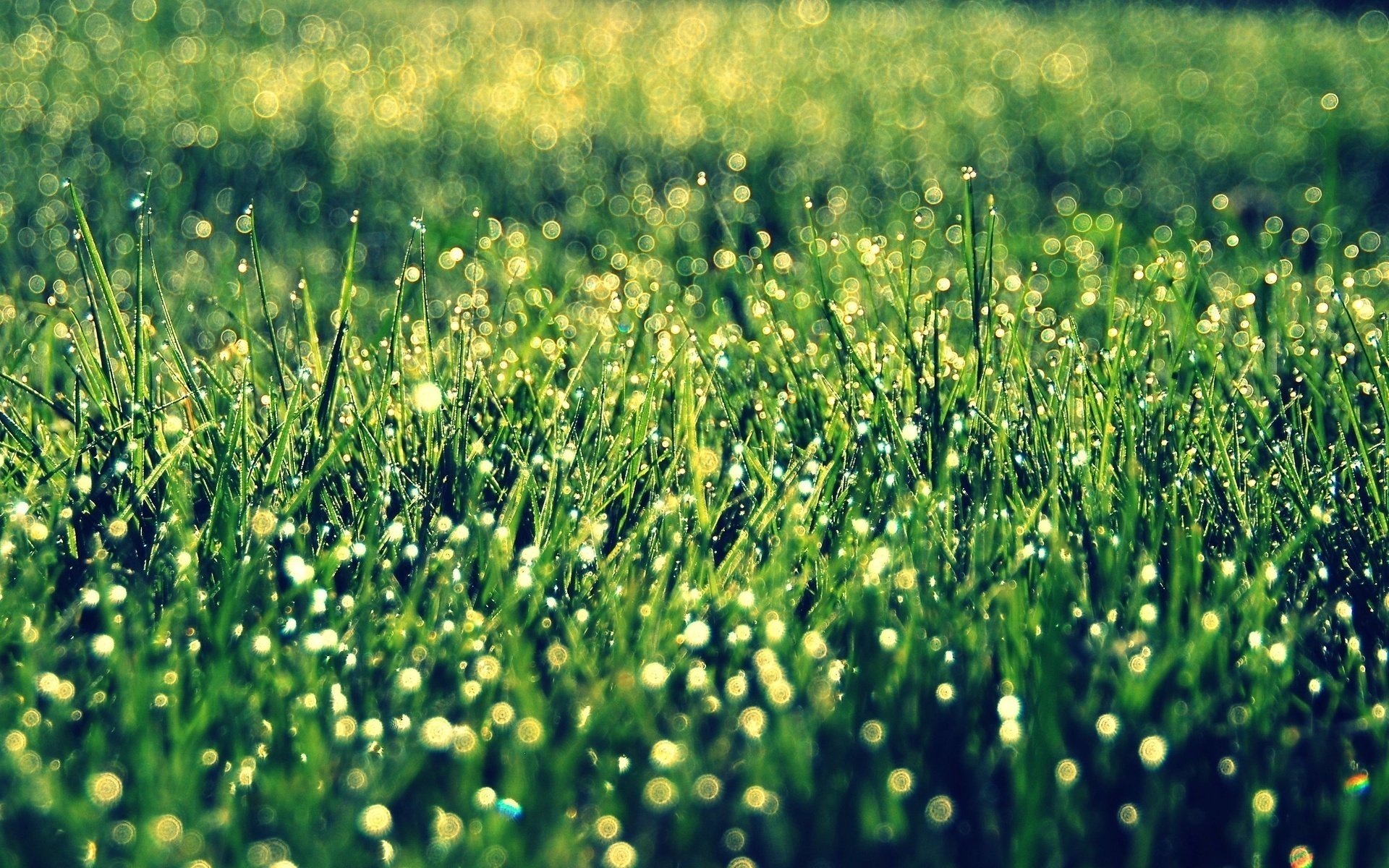 macro bokeh grass vegetation the sun background green