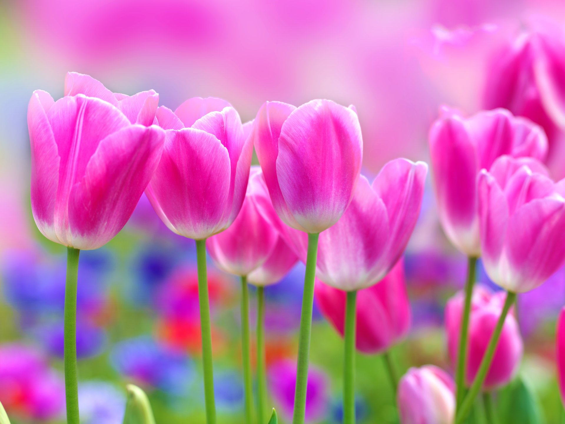 tulipani rosa fiori tulipano