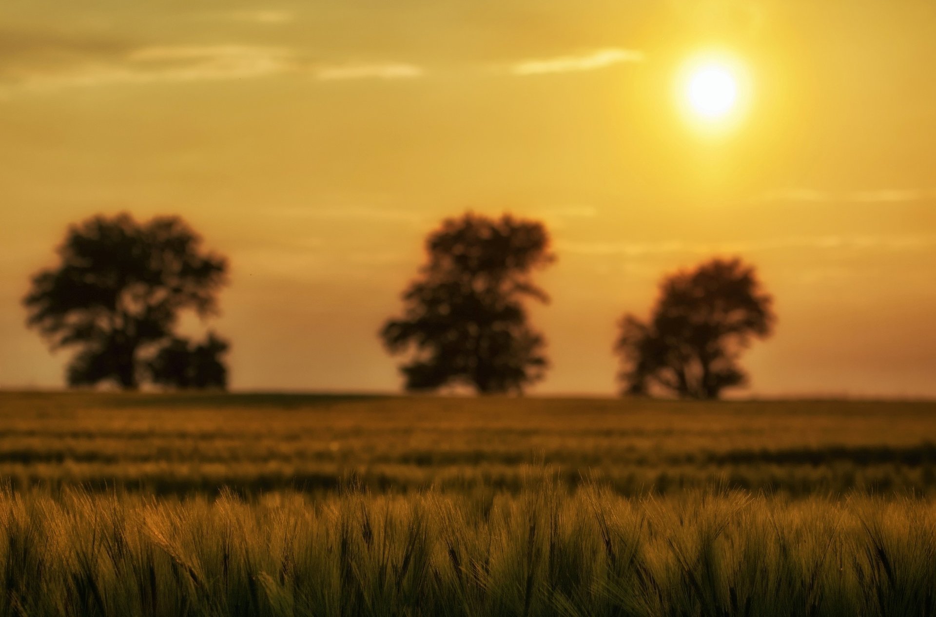 makro ohren pflanze natur ährchen grün
