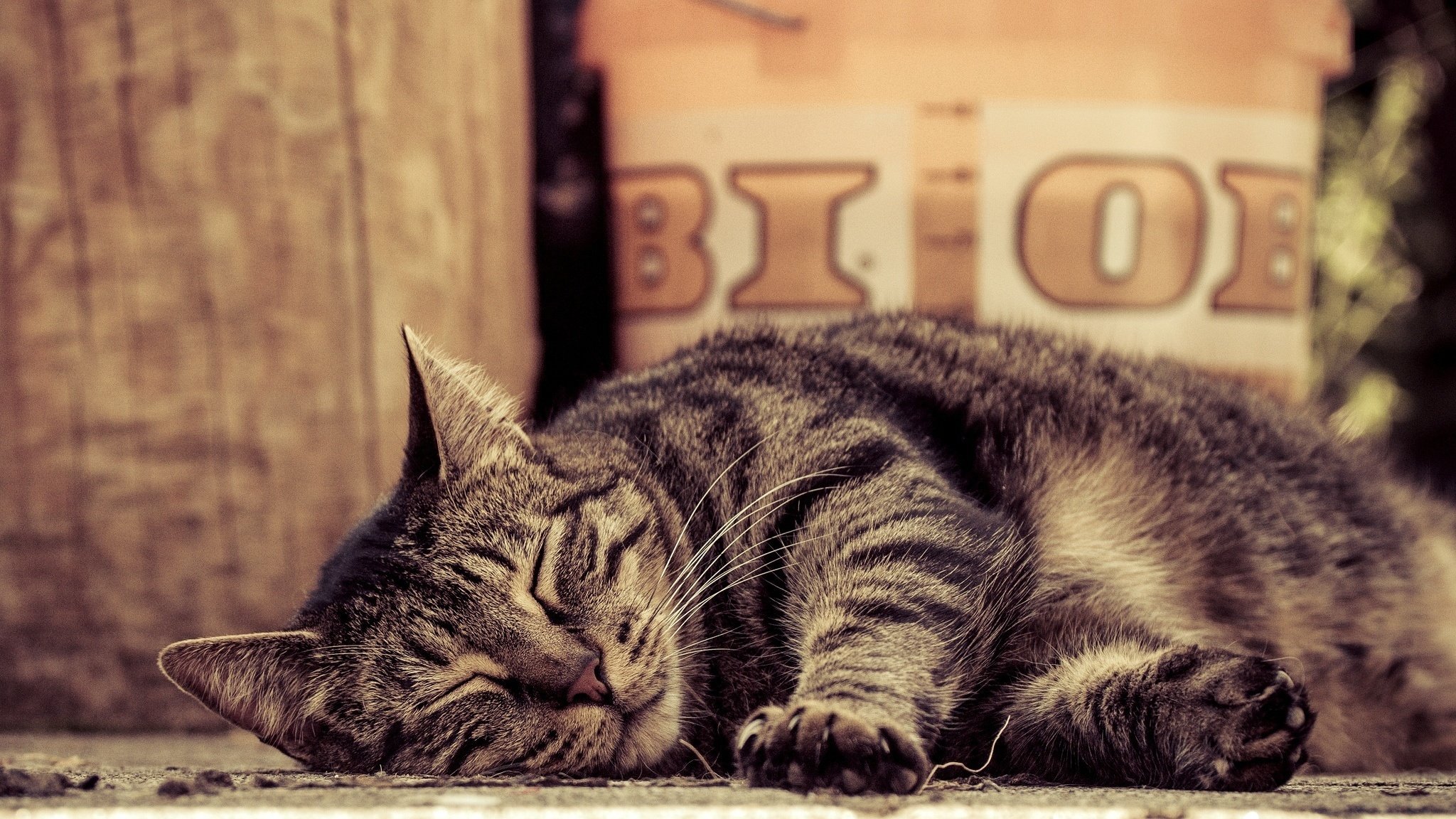 cat striped cat lying sleeping paw